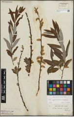 Foto von Salix appendiculata Vill. x Salix eleagnos Scop.